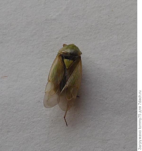 огуречный враг