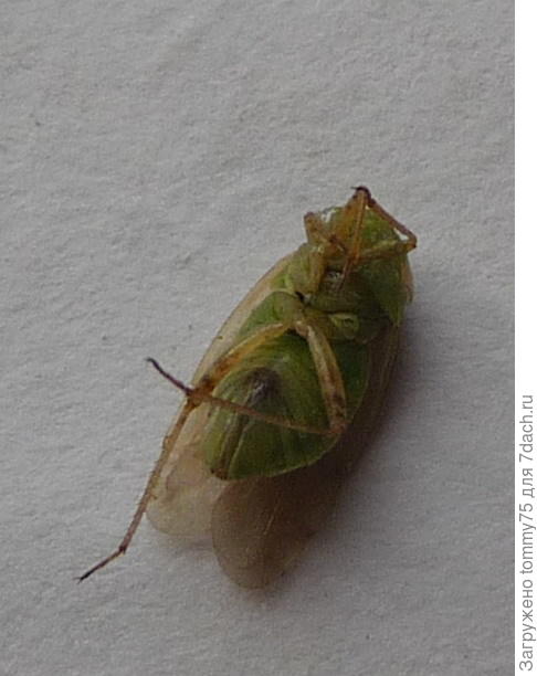 огуречный враг