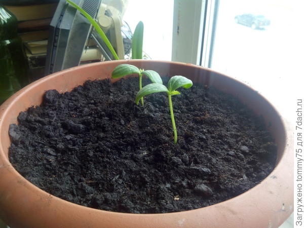 Новые огуречки в новом грунте от всходов до состояния на фото 3-4 дня.