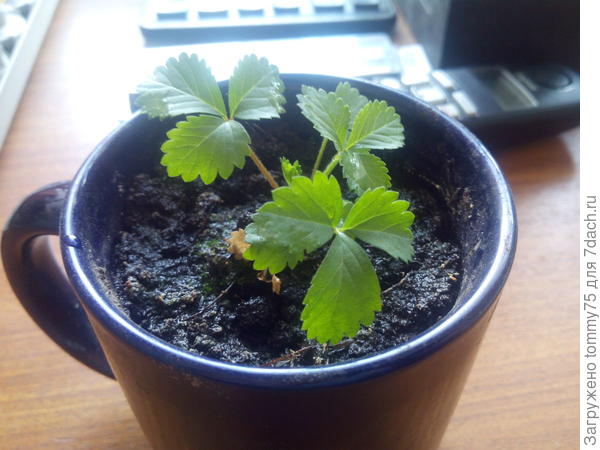 Вот. Подросло растение. Стало похоже на землянику, вроде. Что скажете?