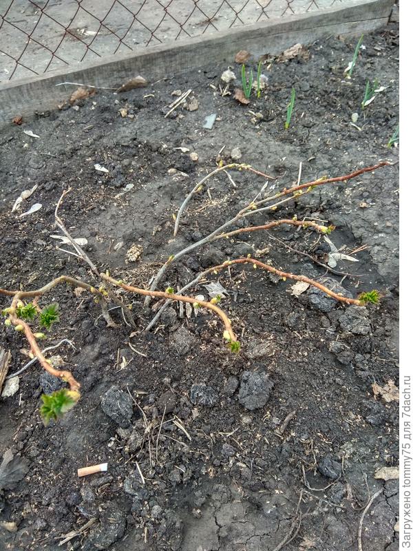 Осенью отделил прикопанную веточку от первого кустика.