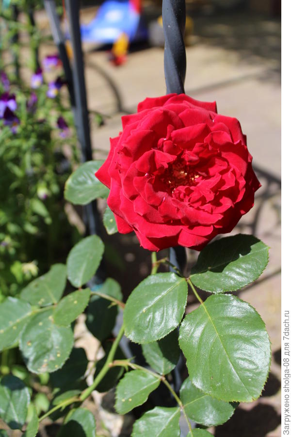 "Ред рамблер" распустился!