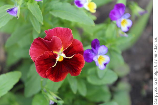 красные виолы тоже очень интересны.