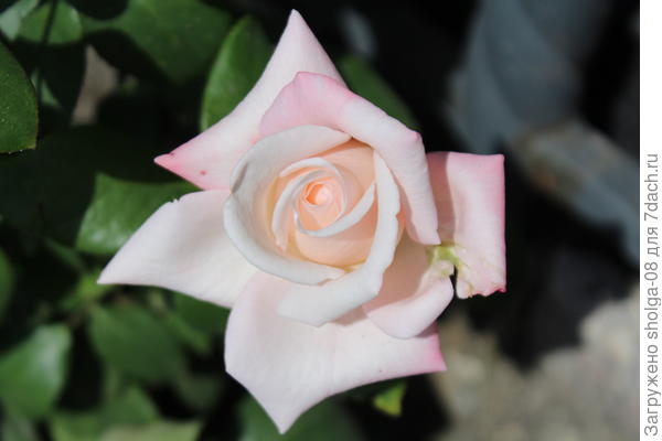 И эта роза тоже в табаке.