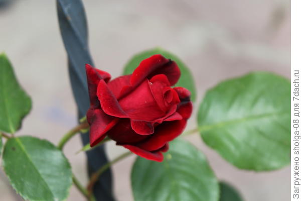 Роза сорта "Ред рамблер"