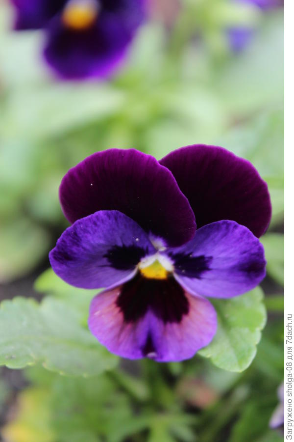 Очень люблю синие и фиолетовые виолы.