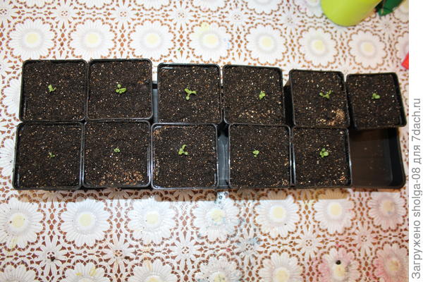 Досыпаю почвосмесь.