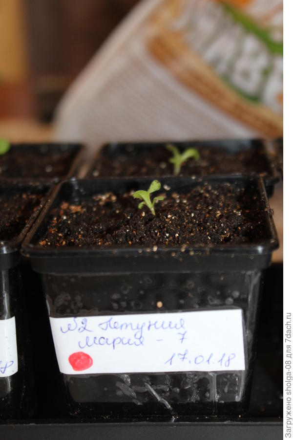 все готово для возвращения на южное окно