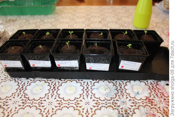 Петунии из таблеток не достаю. Насыпаю в стакан землю, устанавливаю таблетку.