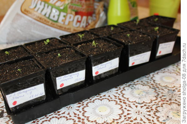 11 стаканчиков.