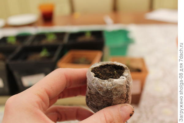 Самое слабое растение. Буду высаживать под пленку.