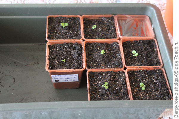 8 стаканчиков