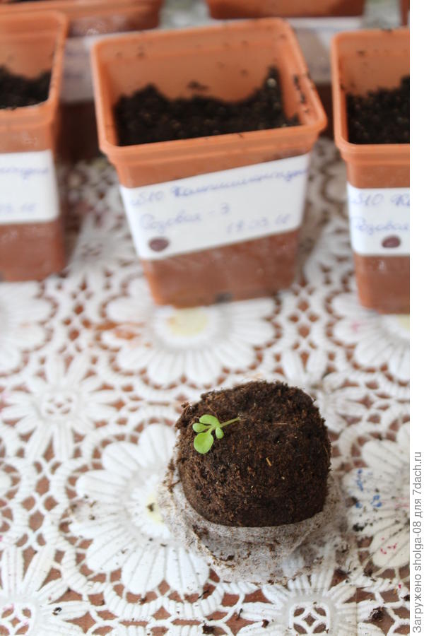 Таблетку не трогаю,