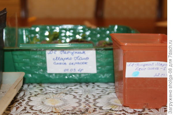 Стаканчики помечаю голубым цветом.