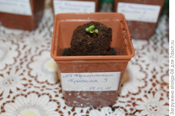 Из таблеток не достаю, снимаю верхний материал с таблетки.