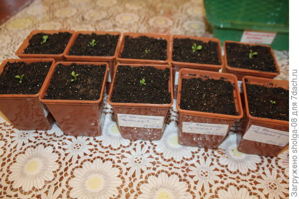 10 стаканчиков