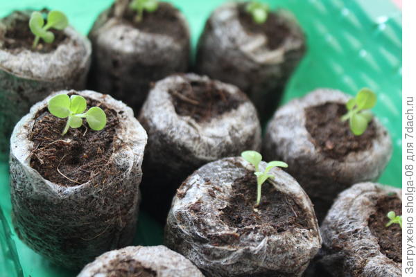 крупный план