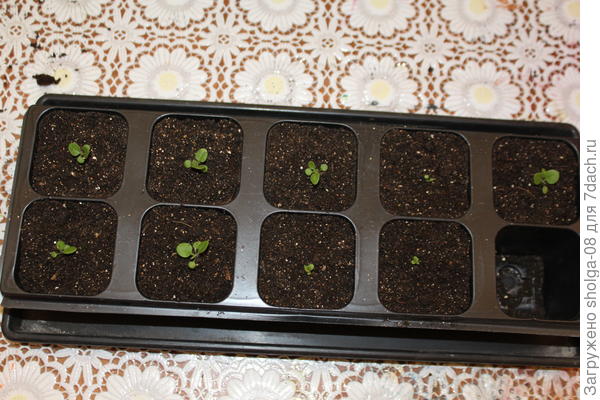 Петунии слабоватые, но однородно маленькие