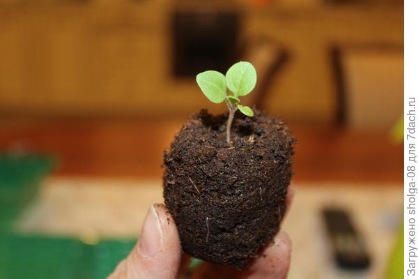 Петунии освобождаю от верхнего материала.