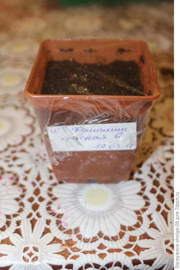 Самый слабый росток помещаю под пленку