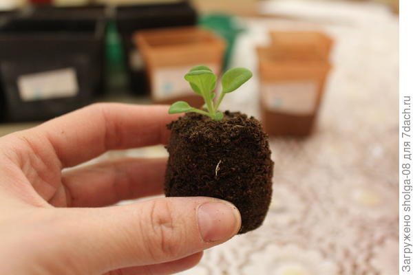 Петунии из таблеток не досатю, но снимаю  верхний материал.