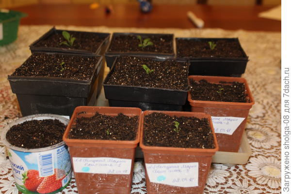 Растения не равномерные. 5 относительно крепких, 3 слабых. И одно практически в реанимации