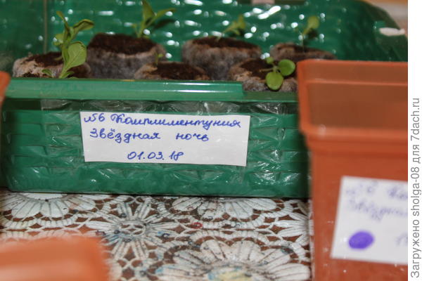 Ящик с рассадой