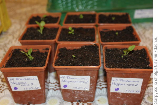 9 стаканчиков