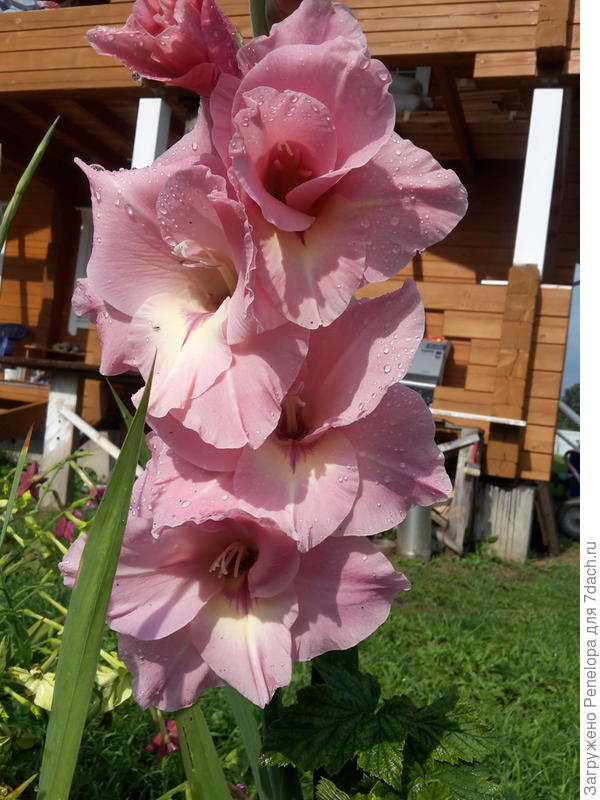 гладиолус