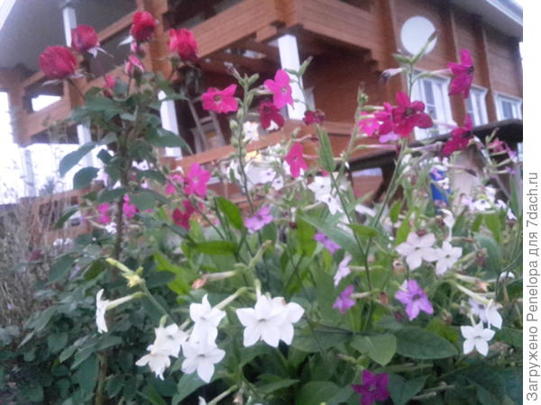 табак душистый