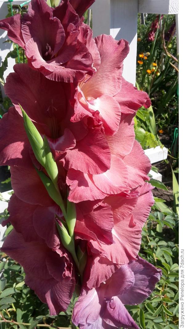 гладиолус