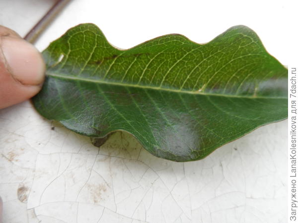 Лист лианы