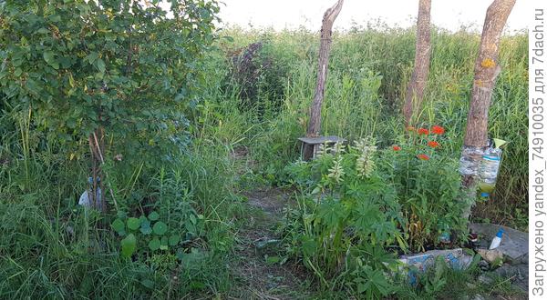 мой дикий огородик