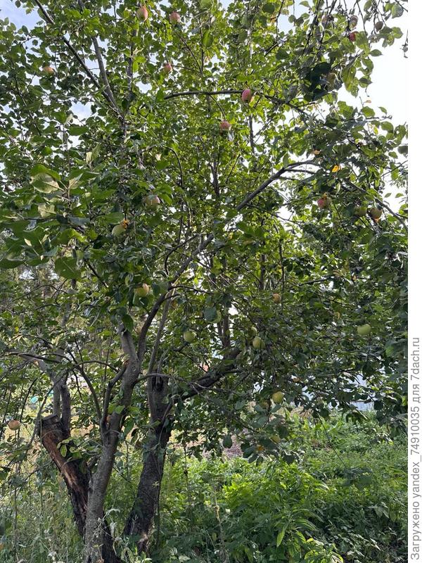 вот сама яблоня. ее до нас неудачно резали