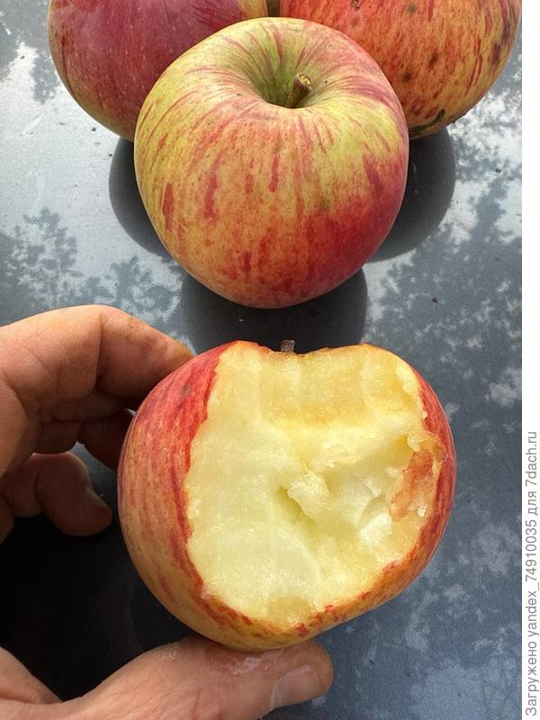 дополнительное фото к вопросу о сорте яблони
