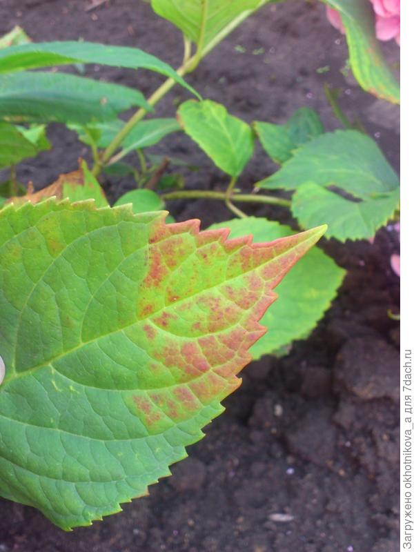 ржавчина на гортензии