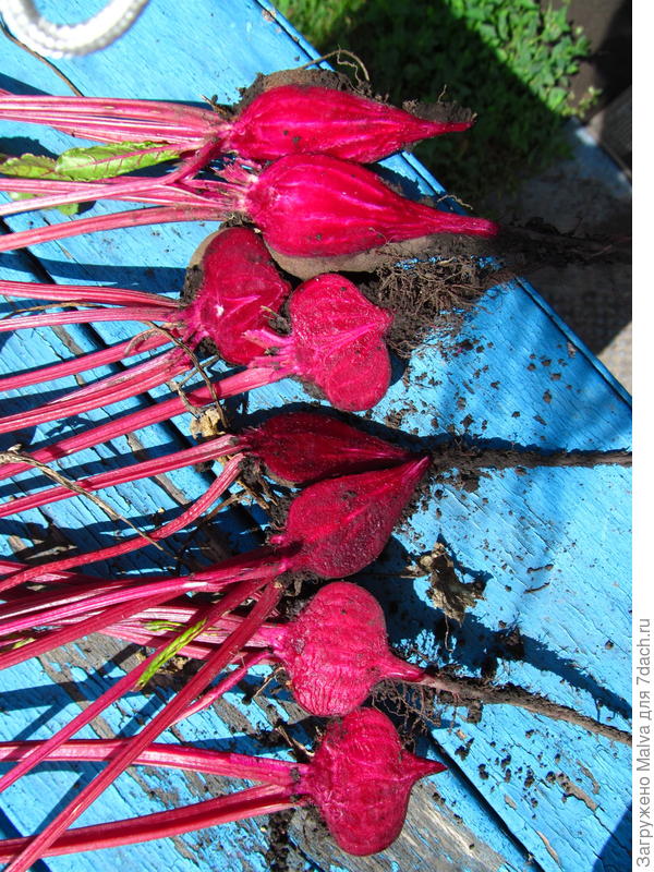 разрез свеклы