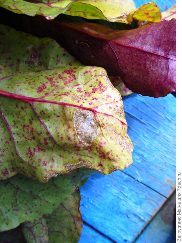 пятно и точки