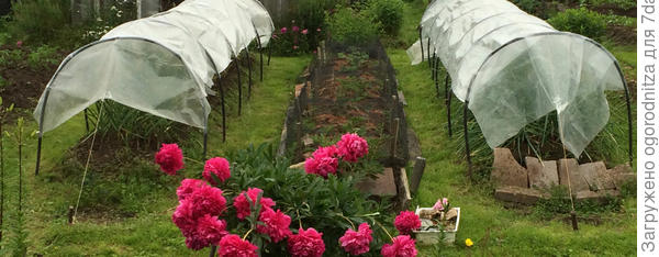 защищённые полиэтиленом грядки