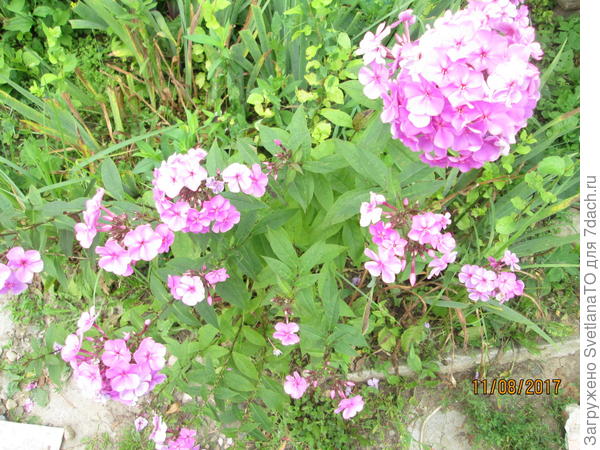 Цветущие флоксы