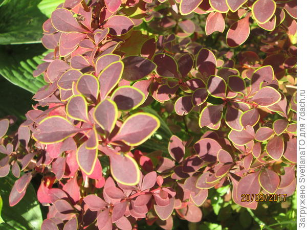 Неземной цвет