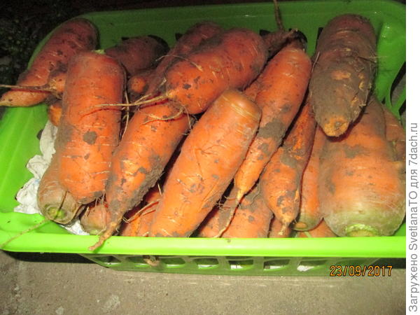 Морковь в кошелке