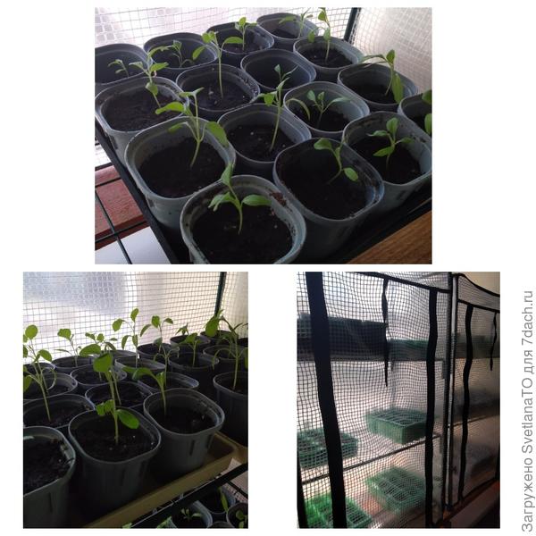 Перцы и баклажаны и +2ой