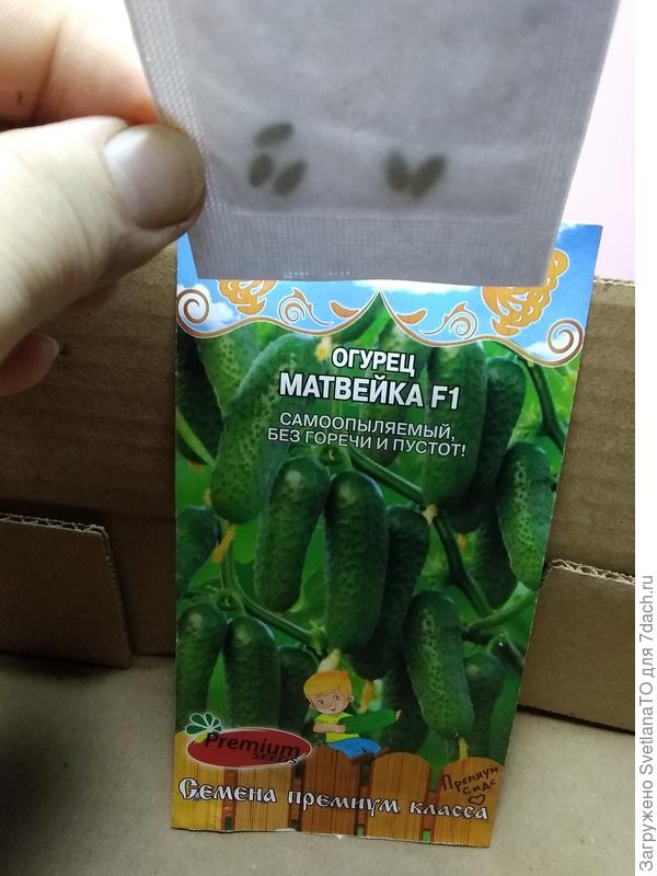 Огуречики на радость!