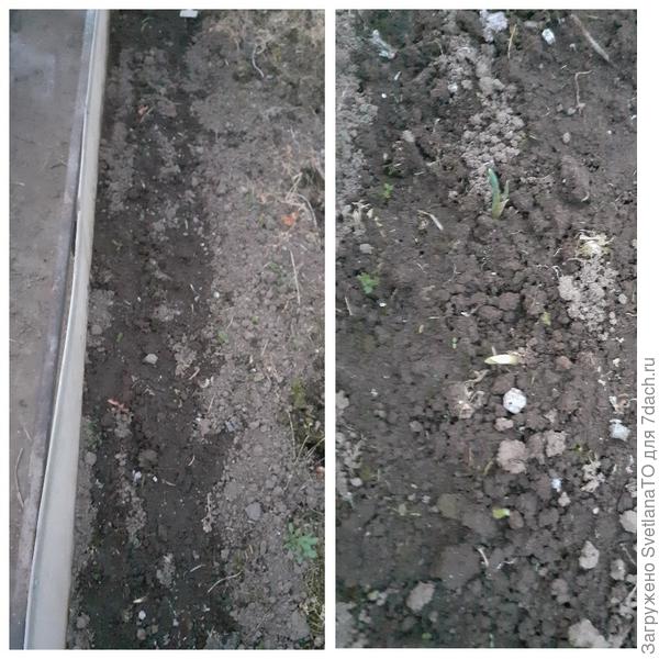 В теплице проросший лук посажен 11 апреля