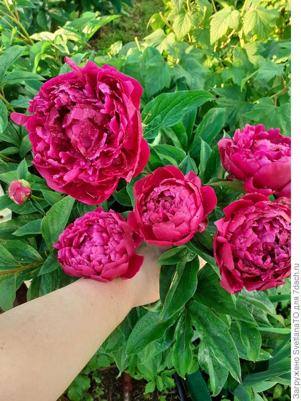 Букетный вариант