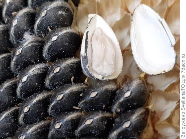 Семечки - что надо!