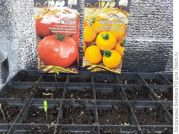 З отважных смельчака