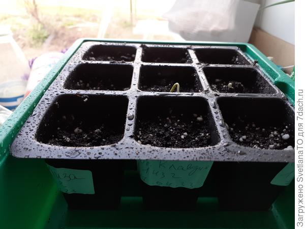 Единственный экземпляр!