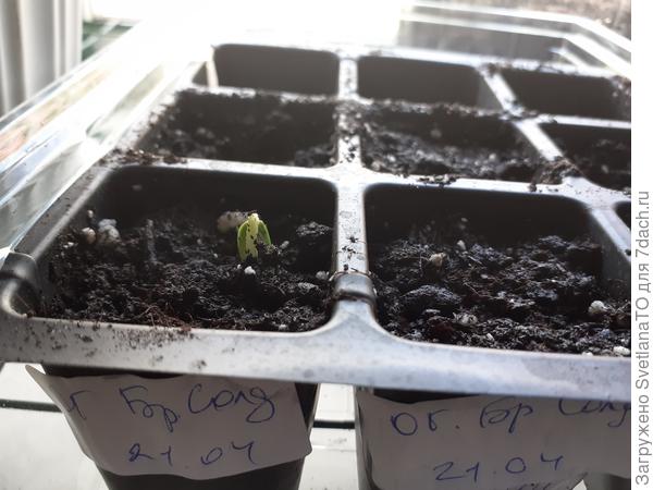 Бравый солдат!!!